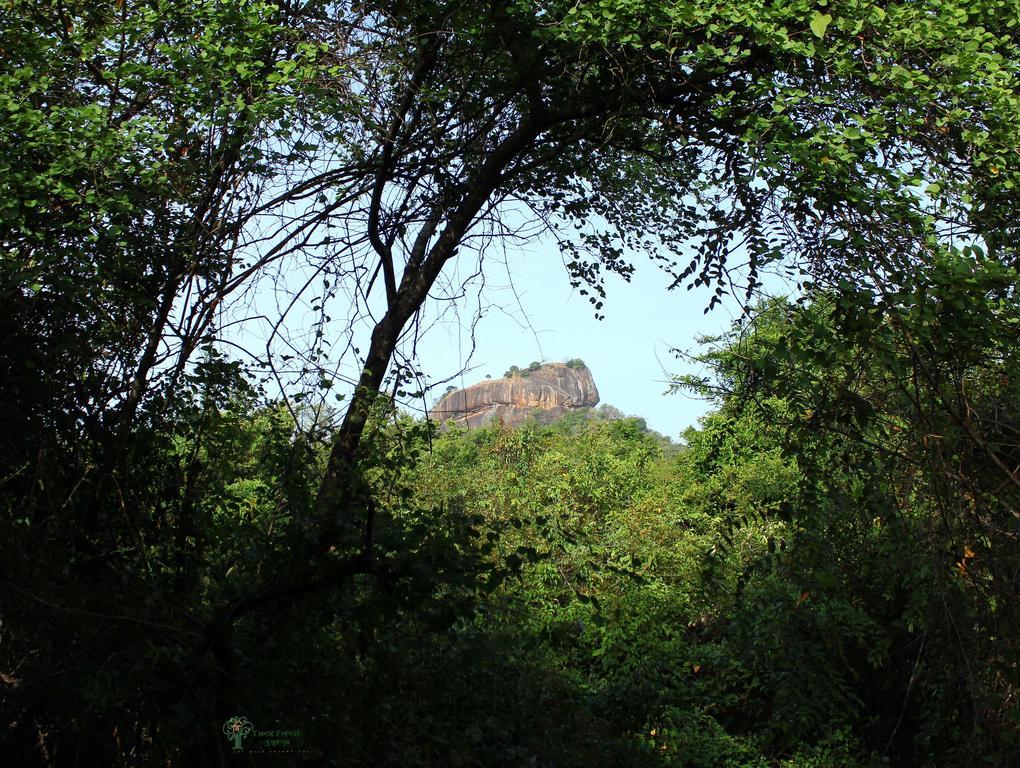 The Thick Forest Sigiriya Rom bilde