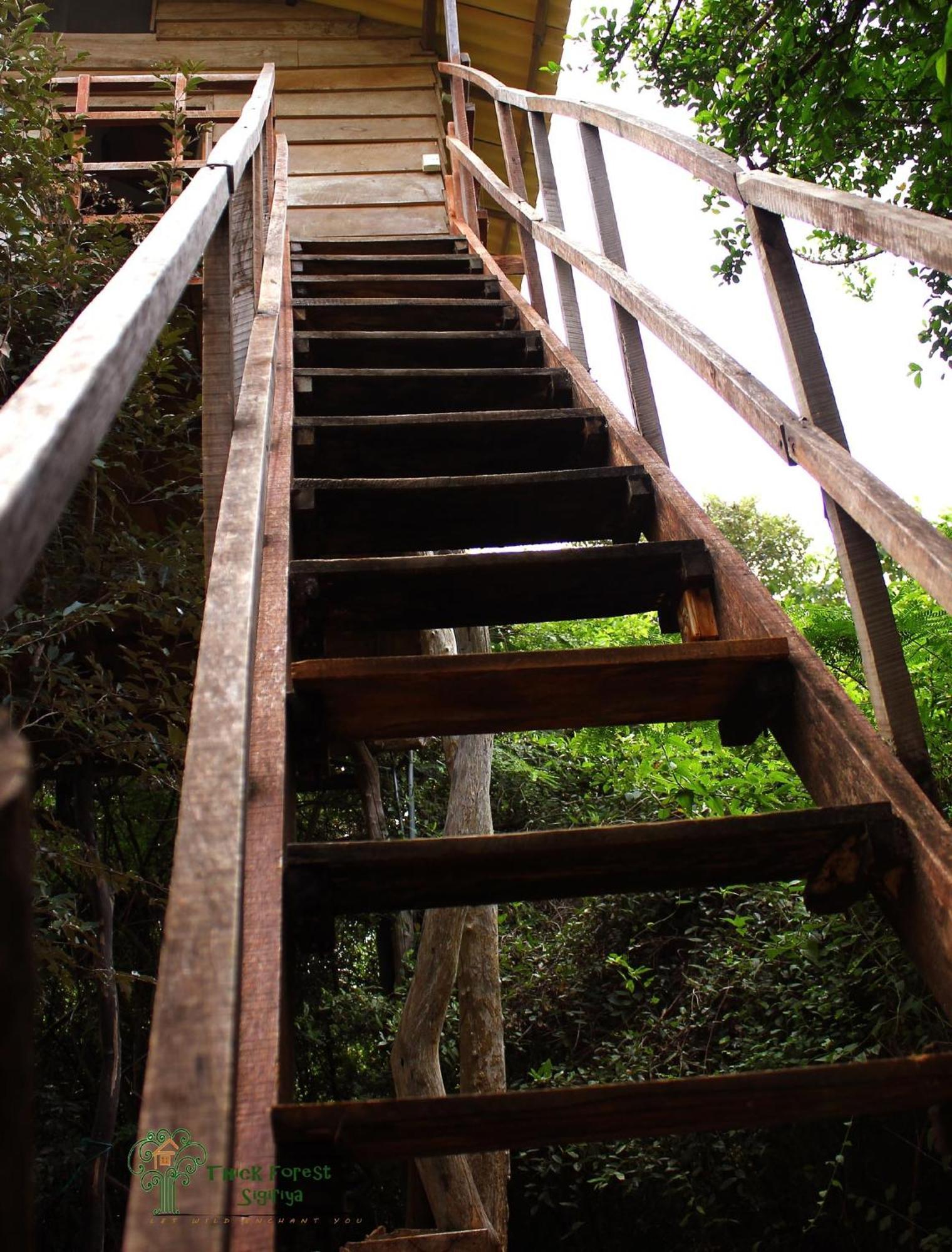 The Thick Forest Sigiriya Rom bilde