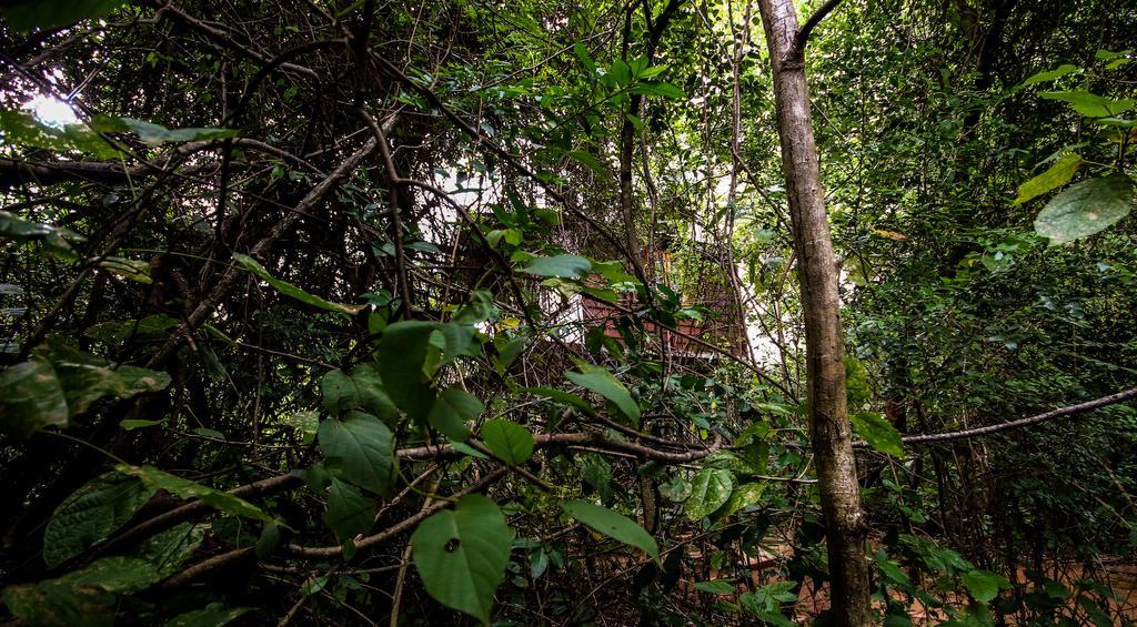The Thick Forest Sigiriya Eksteriør bilde